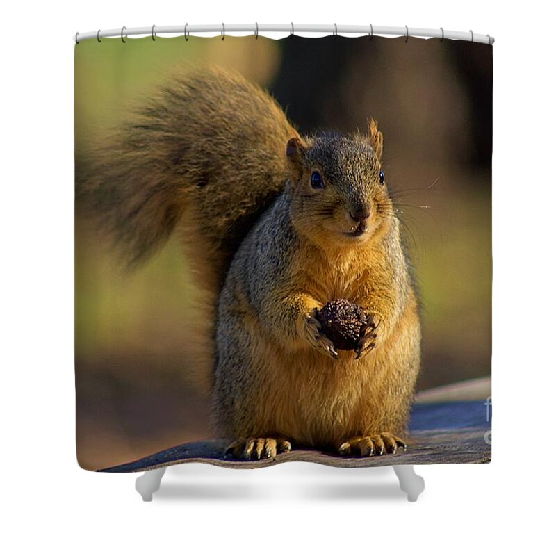 Squirrel Shower Curtain featuring the photograph Rocky' the squirrel by Yvonne M Smith