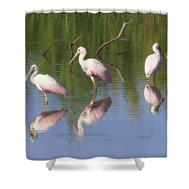 Animal Wildlife Shower Curtain featuring the photograph Roseate Spoonbill Waterbirds #1 by Dennis Boyd