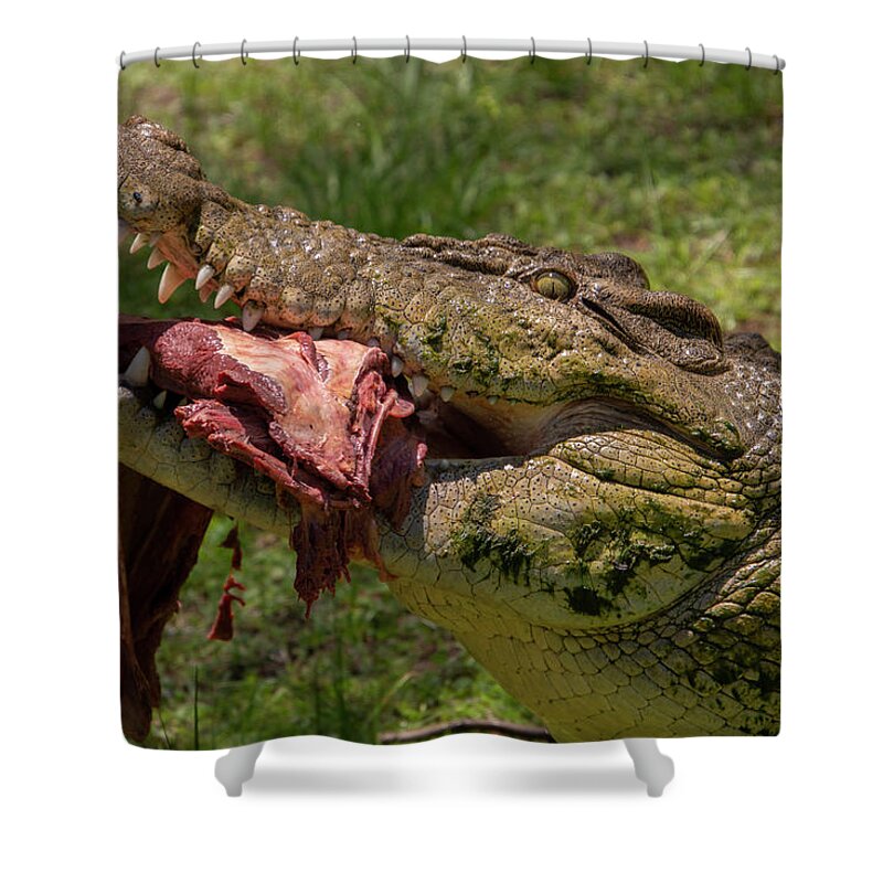 Saltwater Shower Curtain featuring the photograph Saltwater Crocodile Eating #5 by Carolyn Hutchins