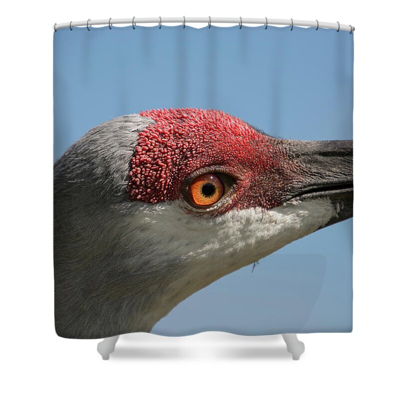 Sandhill Shower Curtain featuring the photograph Sandhill Crane #2 by Carolyn Hutchins