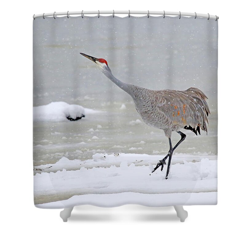 Sandhill Crane Shower Curtain featuring the photograph Sandhill Crane in Michigan winter #1 by Shixing Wen