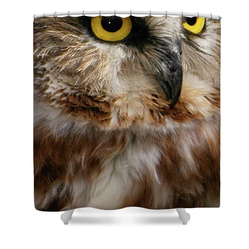Birds Shower Curtain featuring the photograph Saw-whet Owl #1 by Minnie Gallman