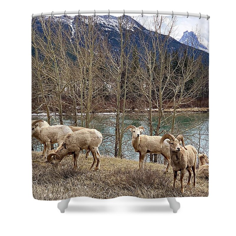 Wildlife Shower Curtain featuring the photograph Sheep herd in Mountain #1 by Marta Pawlowski