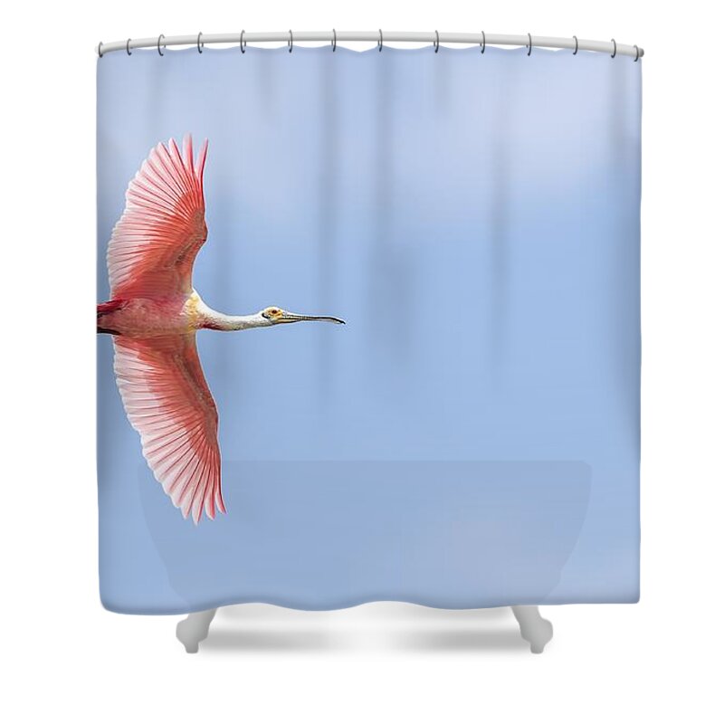 Roseate Spoonbill Shower Curtain featuring the photograph Sky is the Limit by Puttaswamy Ravishankar