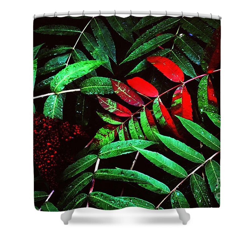 Smooth Sumac Shower Curtain featuring the photograph Smooth Sumac Fall Color #1 by Thomas R Fletcher