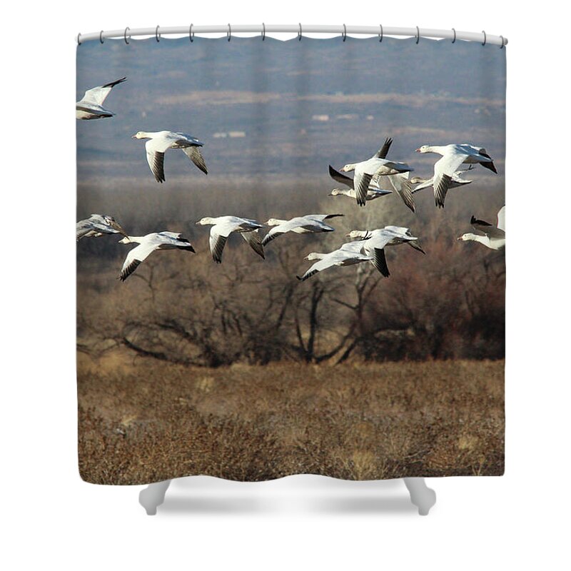 Nature Shower Curtain featuring the photograph Snow Geese #1 by Robert Harris