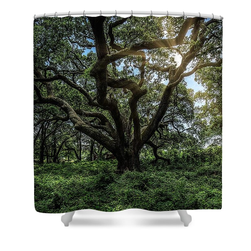 Southport Shower Curtain featuring the photograph Southport Live Oak #1 by Nick Noble