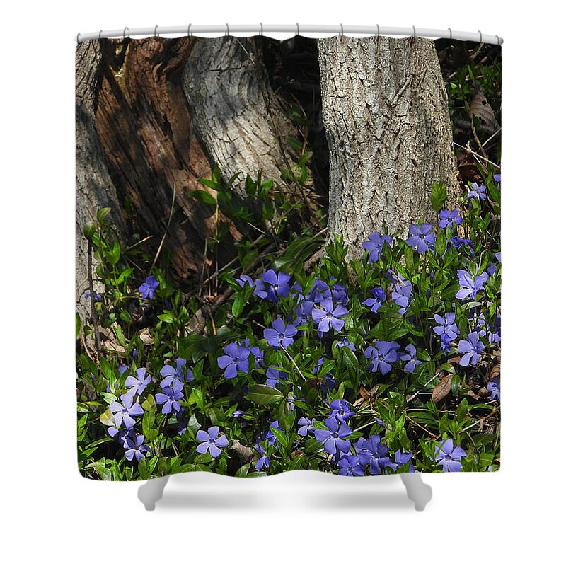 Perwinkle Shower Curtain featuring the photograph Spring Has Sprung #1 by Living Color Photography Lorraine Lynch
