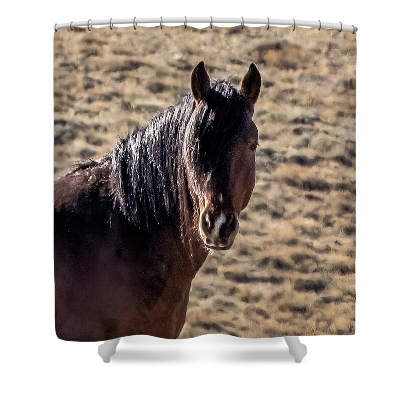 Horse Shower Curtain featuring the photograph Stallion #1 by Laura Terriere