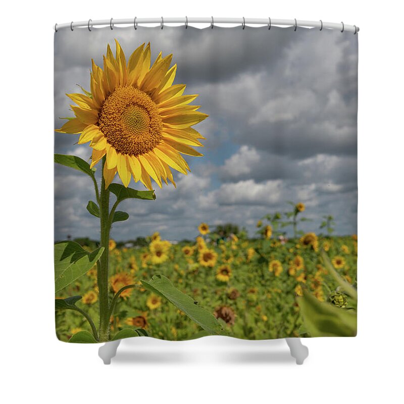 Sunflower Shower Curtain featuring the photograph Sunflower in Field by Carolyn Hutchins