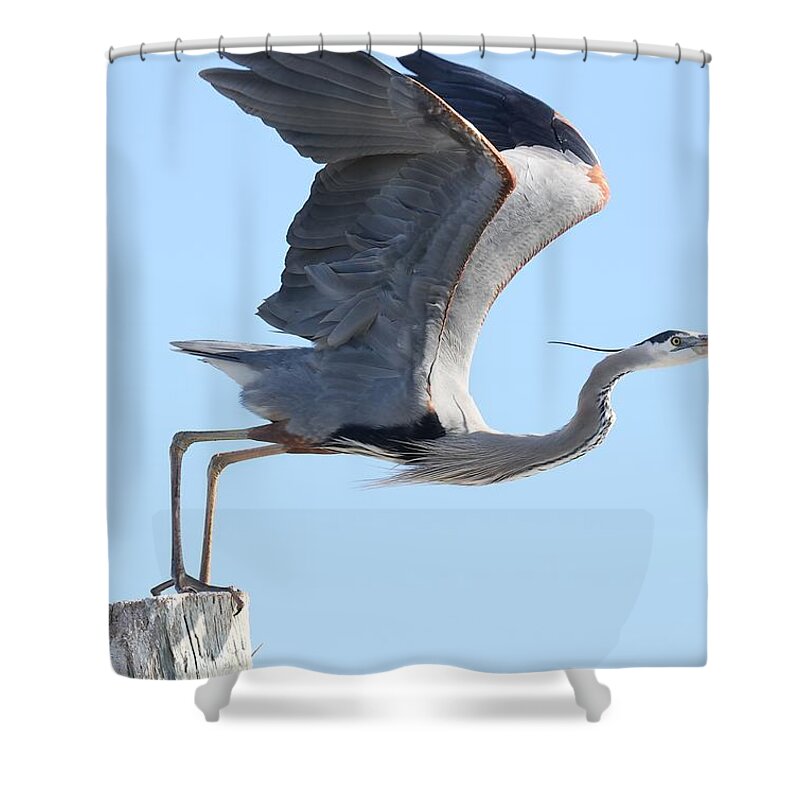 Great Blue Heron Shower Curtain featuring the photograph Taking Off by Mingming Jiang