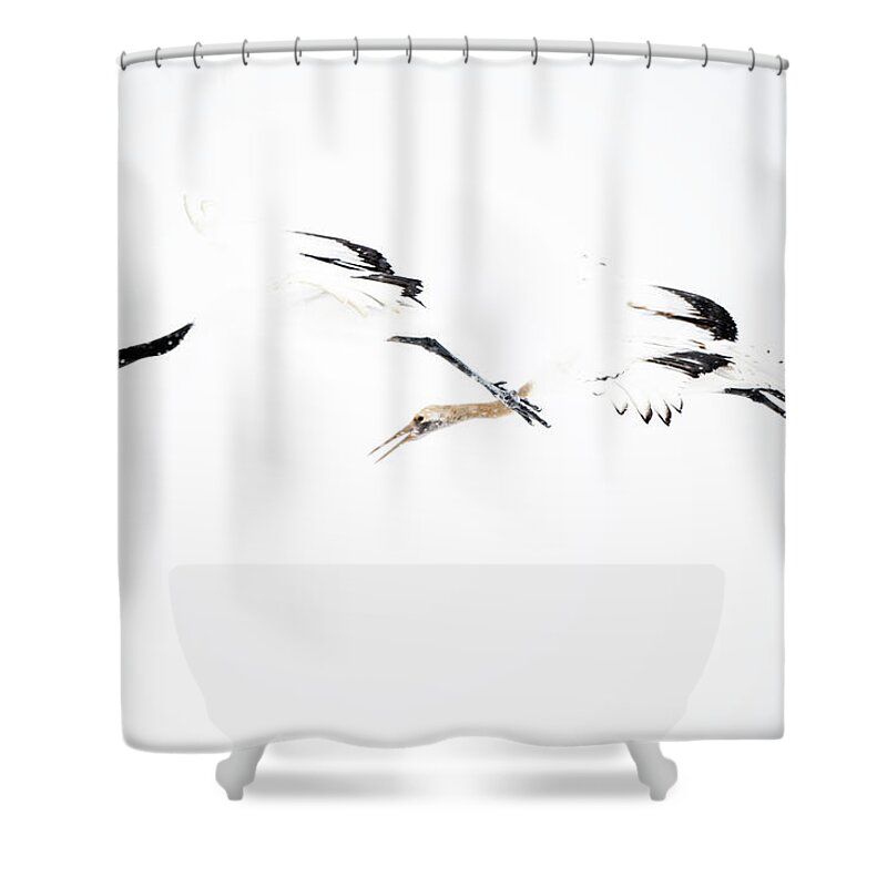 Snow Shower Curtain featuring the photograph Tancho crane #1 by Yoshiki Nakamura