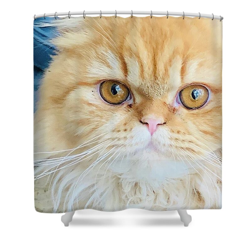 Kitten Shower Curtain featuring the photograph Tawny #1 by Juliette Becker