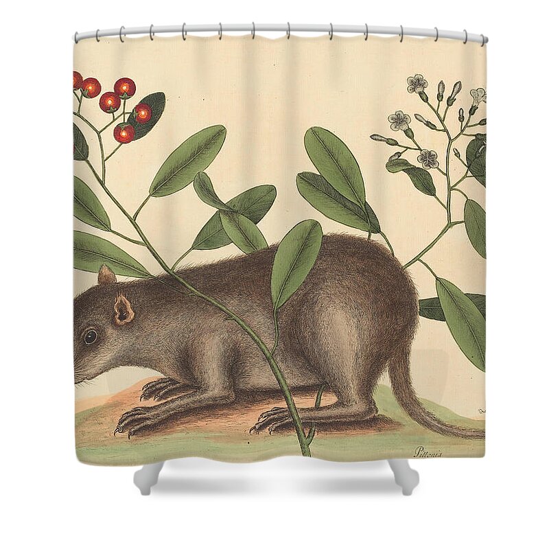 Mark Catesby Shower Curtain featuring the drawing The Bahama Coney, Mus Monax #2 by Mark Catesby