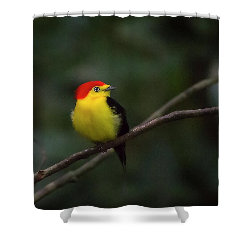 Manakin Shower Curtain featuring the photograph The Dancer #1 by Alex Lapidus