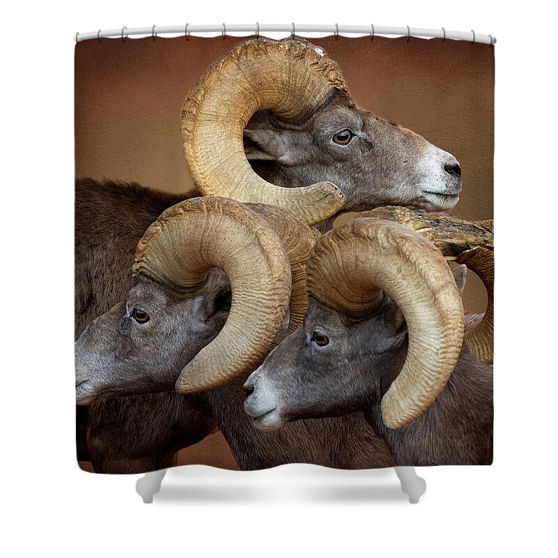 Bighorn Sheep Shower Curtain featuring the photograph Three Amigos #1 by Mary Hone