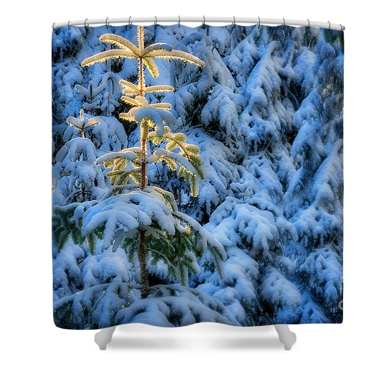 Nag005954 Shower Curtain featuring the photograph Tree of Light #1 by Edmund Nagele FRPS