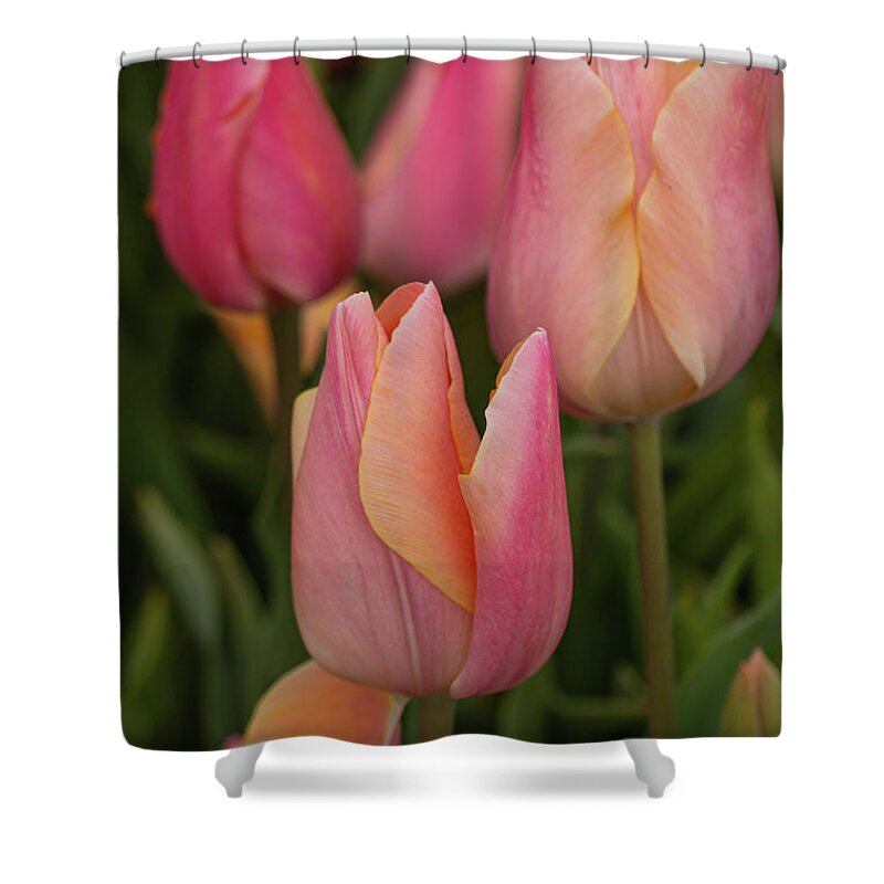 April Shower Curtain featuring the photograph Graceful tulips by Leslie Struxness