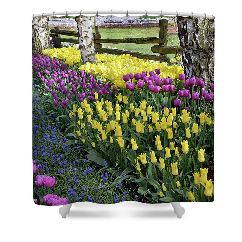 Tulips Shower Curtain featuring the photograph Tulips by Jerry Cahill