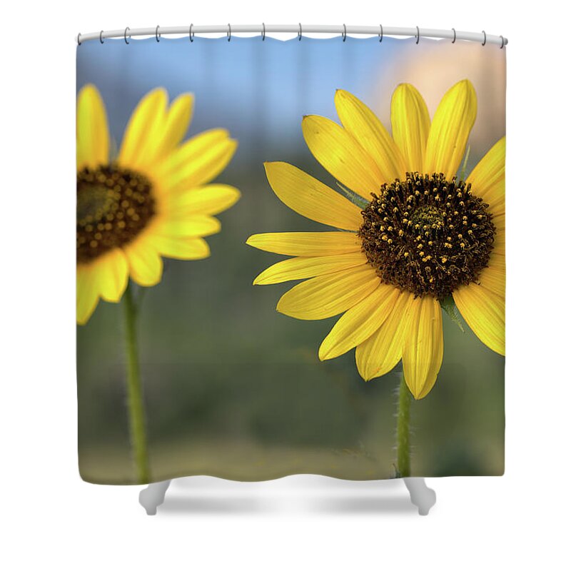 Sunflower Shower Curtain featuring the photograph Two Sunflowers #1 by Bob Falcone