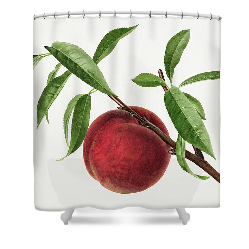 #pdwatercolorfruit Shower Curtain featuring the painting Vintage oranges illustration 1 #1 by MotionAge Designs