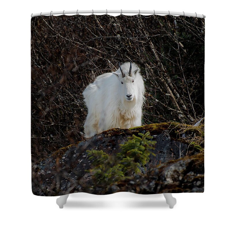 Goat Shower Curtain featuring the photograph Watching #1 by David Kirby
