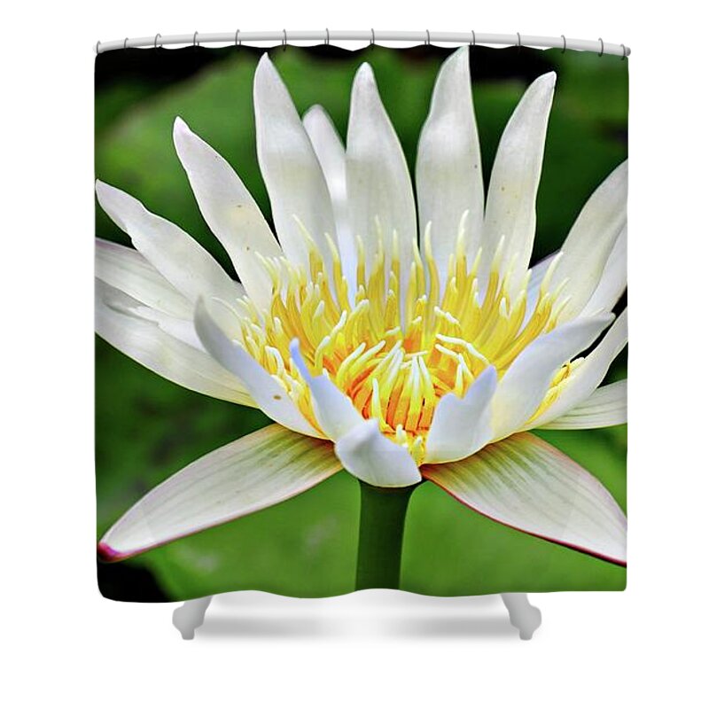 Water Lily Shower Curtain featuring the photograph White Lily #1 by On da Raks