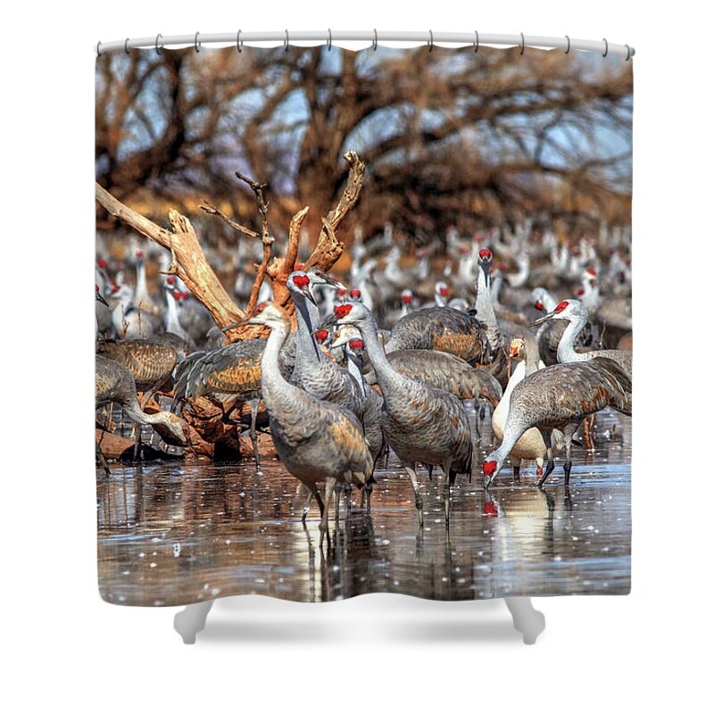 Wildlife Shower Curtain featuring the photograph Whitewater Draw 2533 by Robert Harris