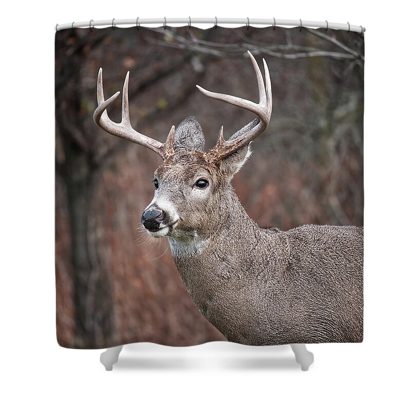 Buck Shower Curtain featuring the photograph Young Buck #1 by Deborah Ritch
