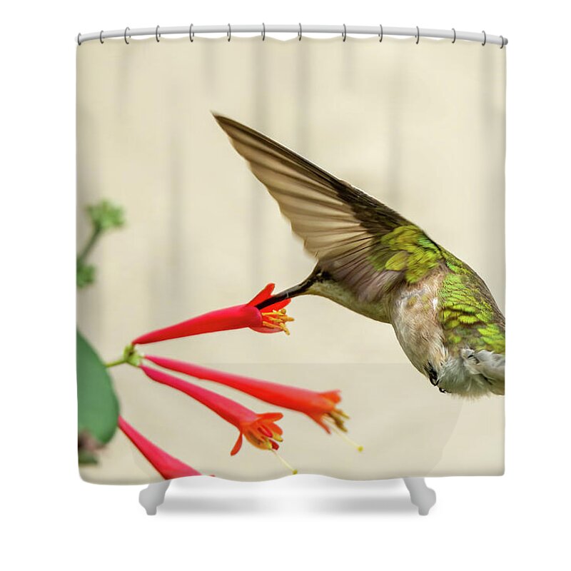 Hummingbird Shower Curtain featuring the photograph Ruby throated hummingbird #10 by Jeffrey PERKINS