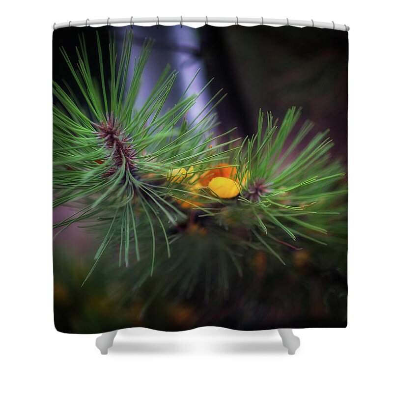 Fall Shower Curtain featuring the photograph Fall colors, Colorado #2 by Doug Wittrock