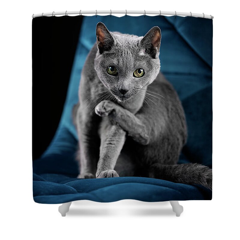Russian Blue Shower Curtain featuring the photograph Russian Blue #11 by Nailia Schwarz