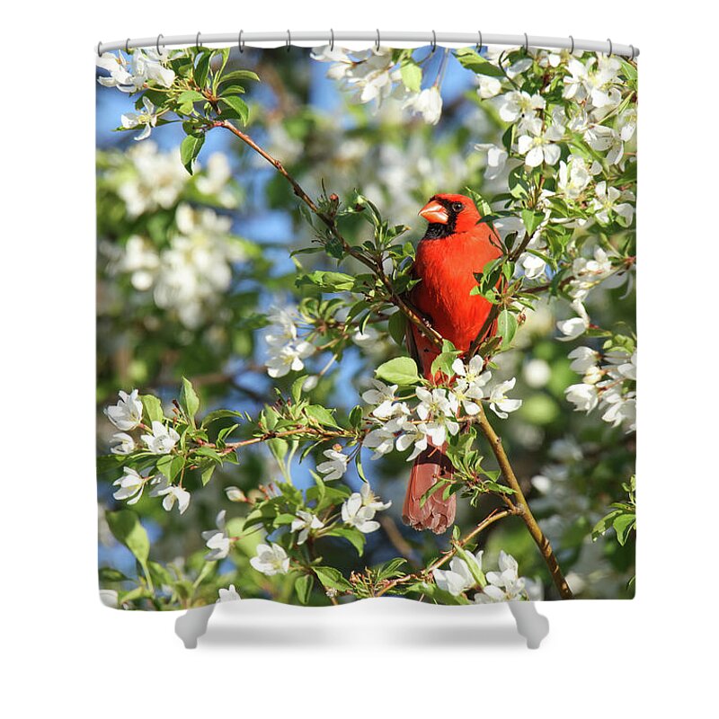 Cardinal Shower Curtain featuring the photograph Cardinal #12 by Brook Burling