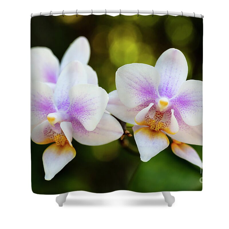 Background Shower Curtain featuring the photograph Purple Orchid Flowers #12 by Raul Rodriguez