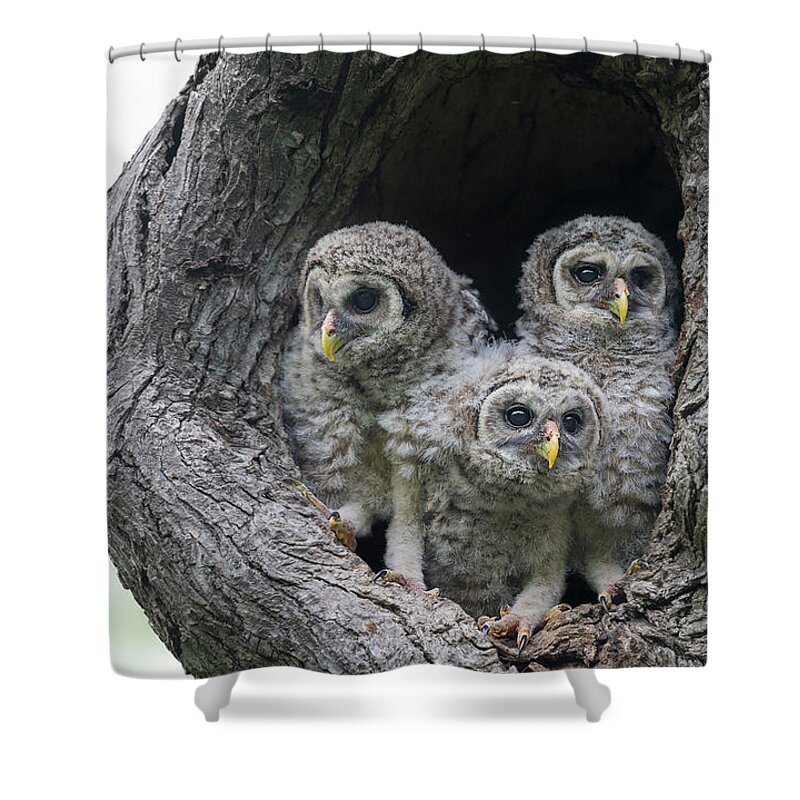 Baby Barred Owls Shower Curtain featuring the photograph Curious Babies by Puttaswamy Ravishankar
