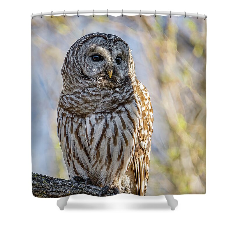 Barred Owl Shower Curtain featuring the photograph Barred Owl by Brad Bellisle
