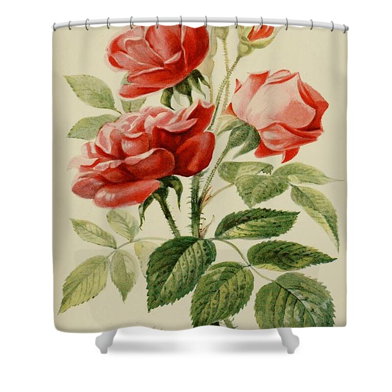 Flower Shower Curtain featuring the mixed media Beautiful Vintage Rose #145 by World Art Collective