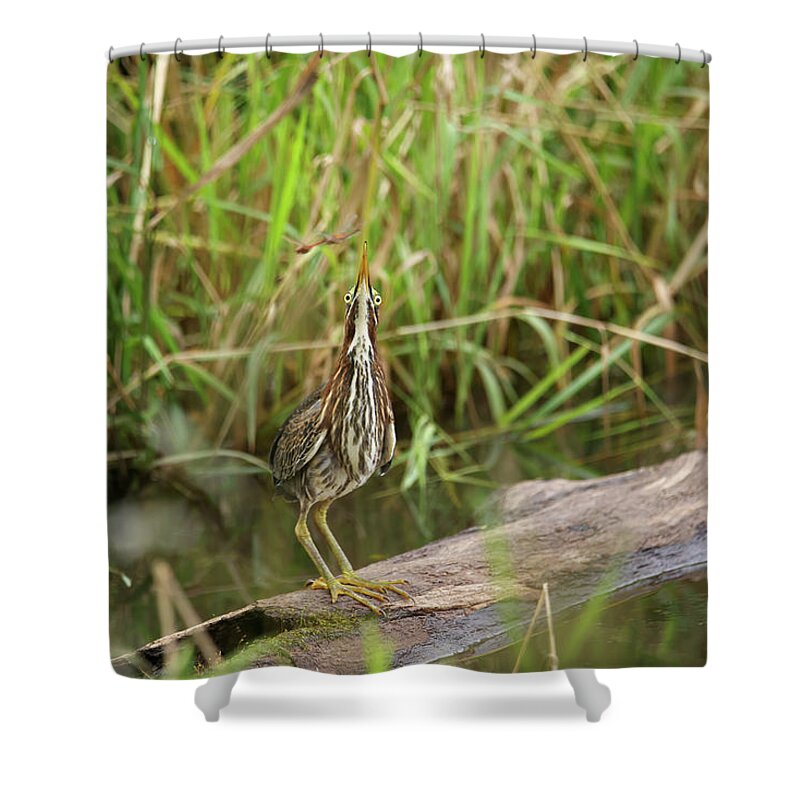 Green Heron Shower Curtain featuring the photograph Green Heron #16 by Brook Burling