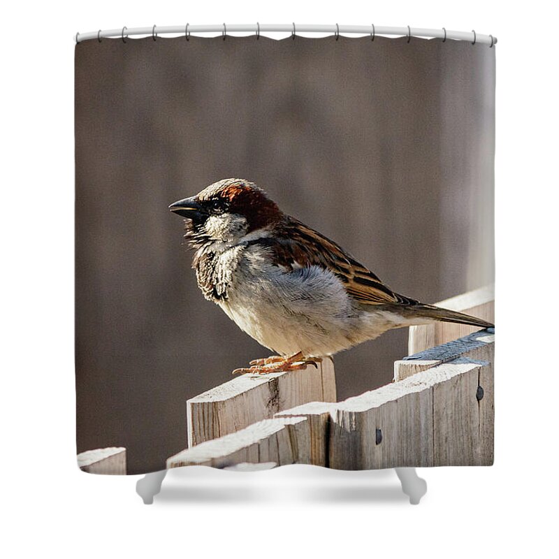 House Sparrow Shower Curtain featuring the photograph House Sparrow on a fence #17 by SAURAVphoto Online Store