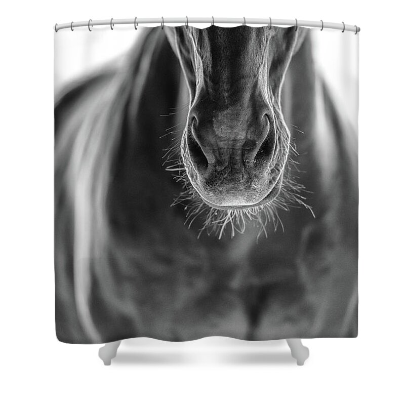 Horses Shower Curtain featuring the photograph Untitled #18 by Ryan Courson