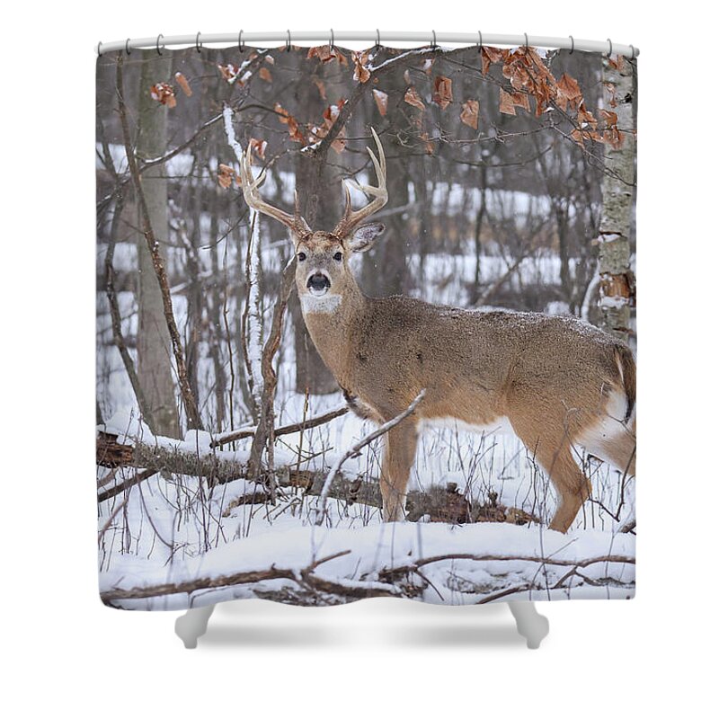 Whitetail Shower Curtain featuring the photograph Whitetail Buck #17 by Brook Burling