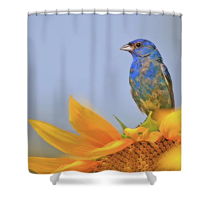 Indigo Bunting Shower Curtain featuring the photograph An Indigo Bunting Perched on a Sunflower #2 by Shixing Wen