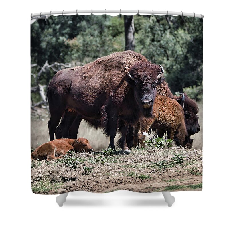 Bison Shower Curtain featuring the photograph 2 And 2 by American Landscapes