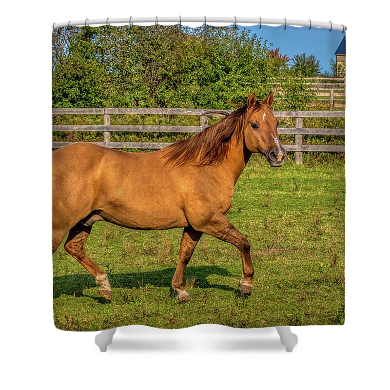 Airey Shower Curtain featuring the photograph Autumn Horses of Uxbridge #3 by Dee Potter
