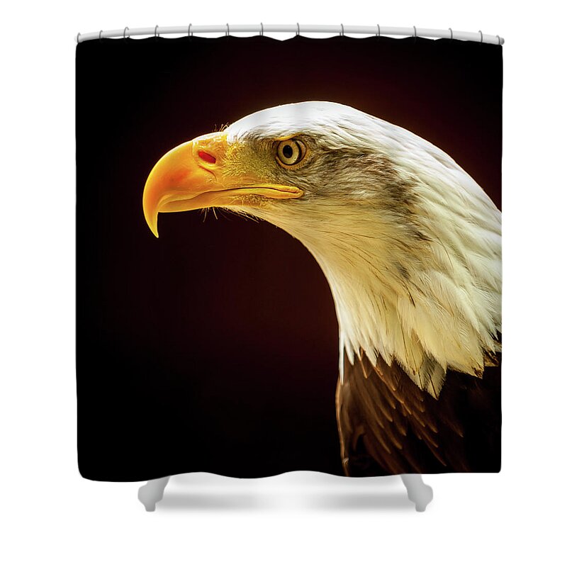 1x1 Shower Curtain featuring the photograph Bald Eagle #2 by Mark Llewellyn