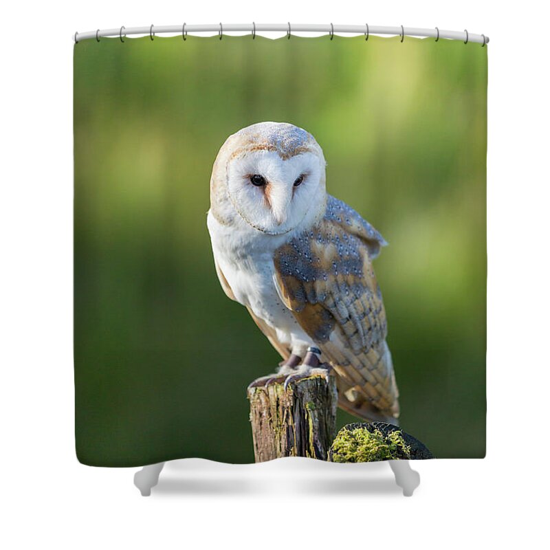 Barn Owl Shower Curtain featuring the photograph Barn Owl by Anita Nicholson