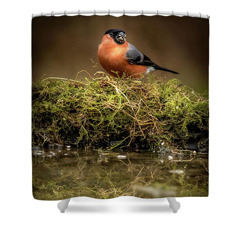 Animal Shower Curtain featuring the photograph Bullfinch #2 by Chris Smith