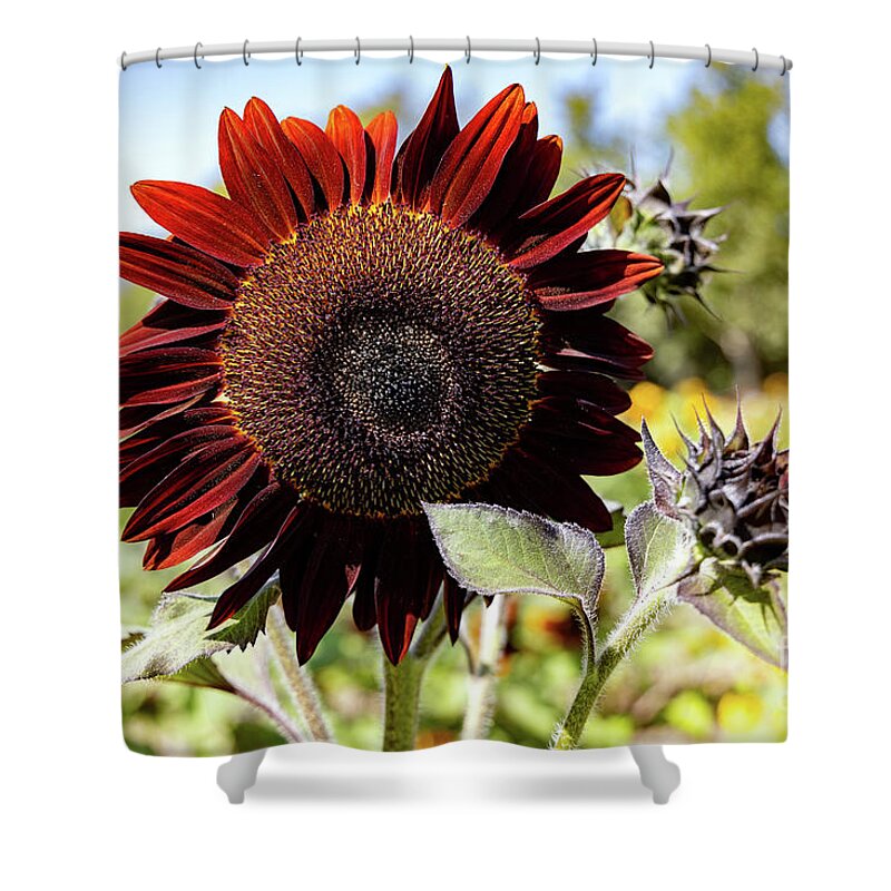 Sunflower Shower Curtain featuring the photograph Burgundy Red Sunflower #2 by Vivian Krug Cotton