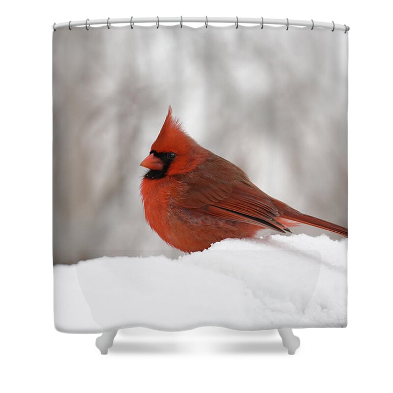 Animal Shower Curtain featuring the photograph Cardinal by Ann Bridges