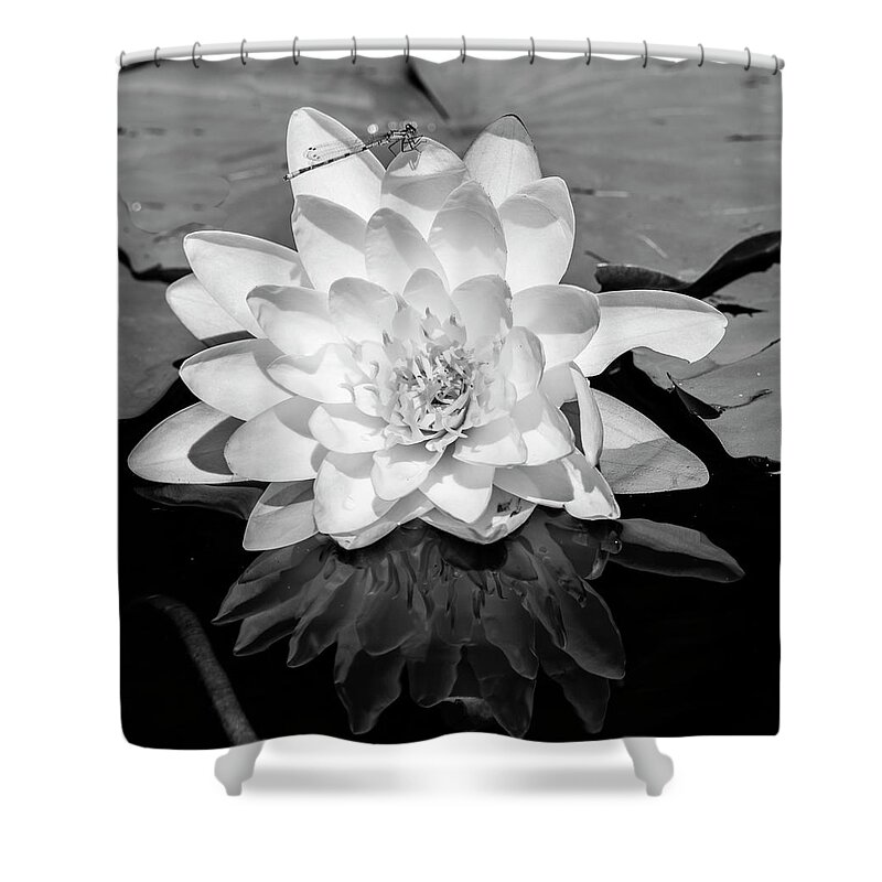 Photography Black And White Outdoors Day No People Nature Scenics Tranquil Scene Tranquility Non-urban Scene Travel Destinations Vertical Common Water Lily Water Lily Floating Floating On Water Lily Flower Freshness White Stamen Flower Head Growth Reflection Flora Plant Life Close-up Shower Curtain featuring the photograph Common Water Lily floating on water #2 by Panoramic Images